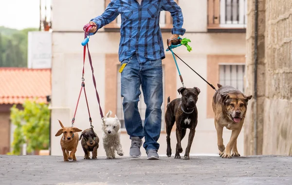un joven paseando perros